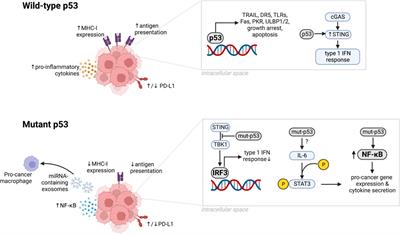 The role of p53 in anti-tumor immunity and response to immunotherapy